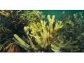 Détails : Fucus Vesiculosus